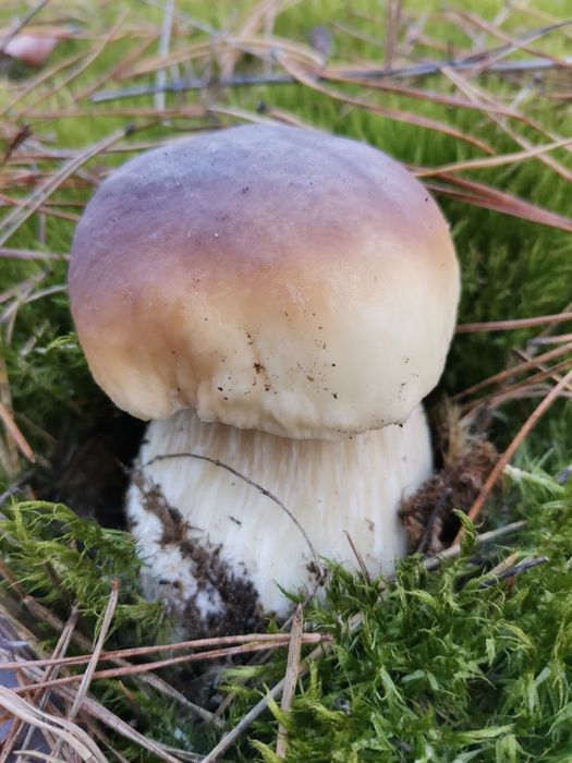 Гриб белый, польский, масленок маринованный