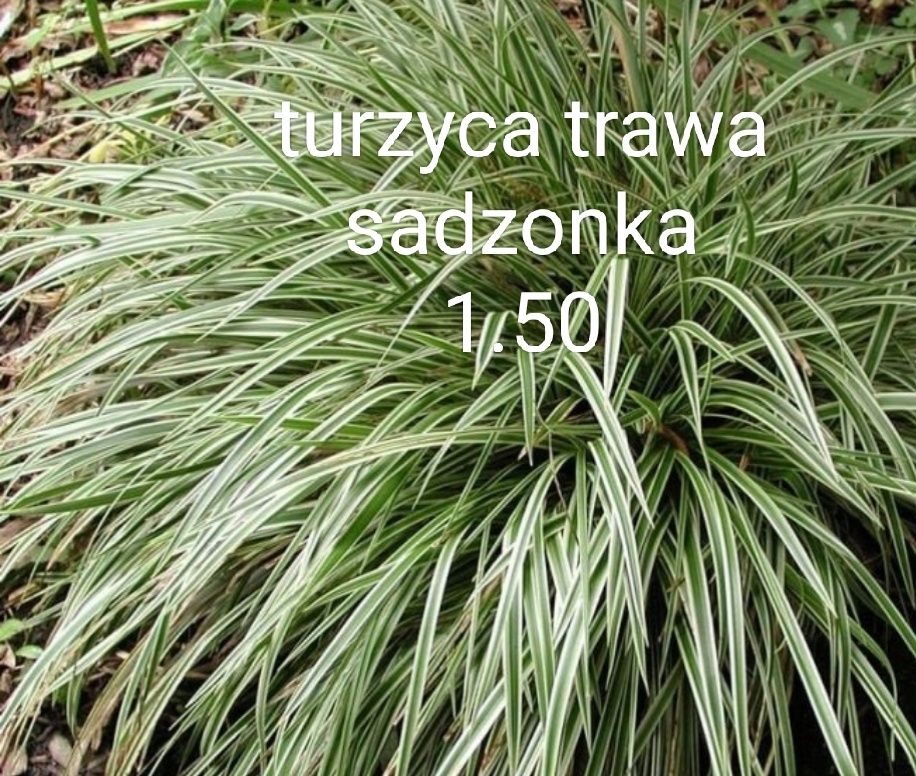 Irysy miodunka miechunka konwalie