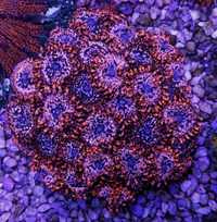 Zoa Zoanthus Utter Chaos koral miękki korale koralowiec koralowce