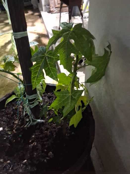 Papaia pronta para ir para a terra