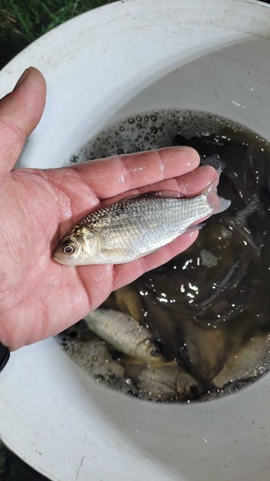 Karaś , bękart , japoniec , na żywca , do stawu