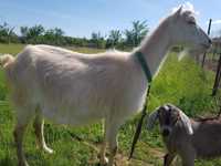 Коза -Ламанча з козенятком.