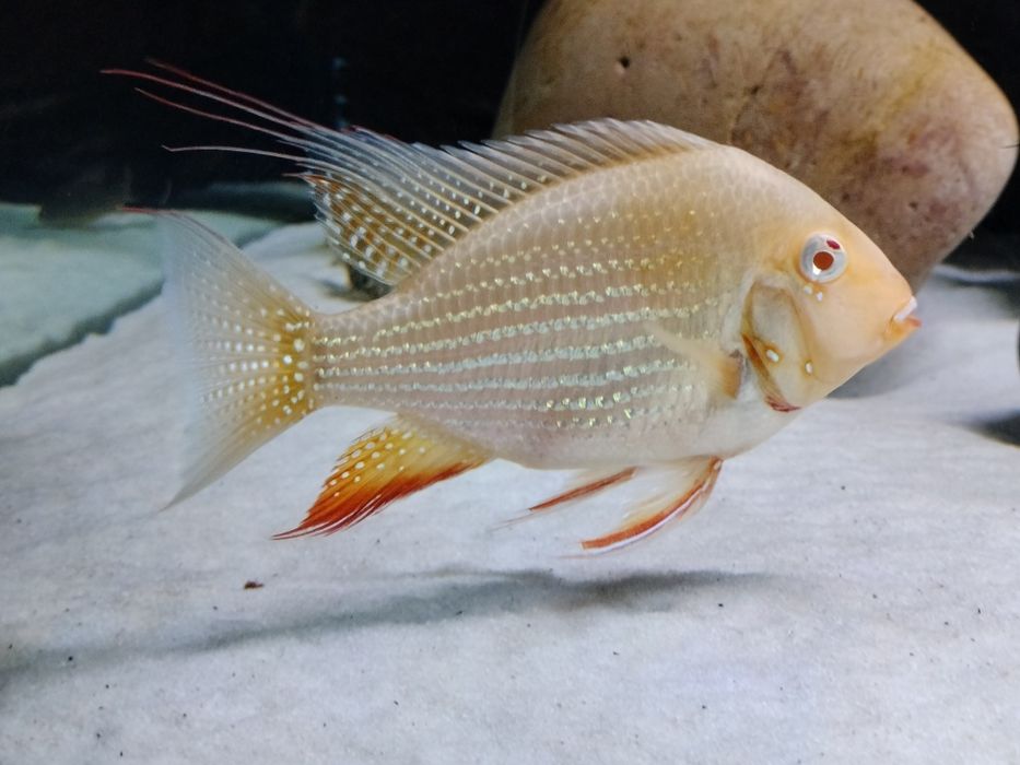 HECKELII ALBINO-Acarichthys adultos