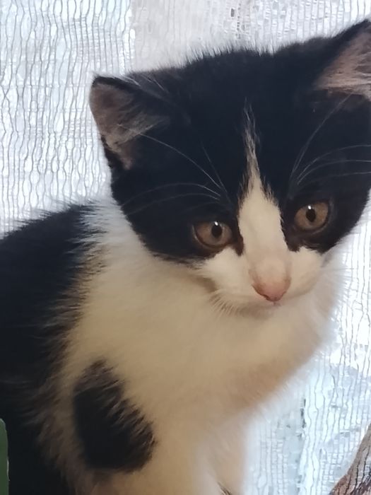 Кошенята в добрі руки