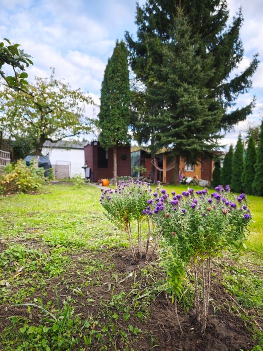 Działka ROD - Droga dębińska (Wilda) 196 m2