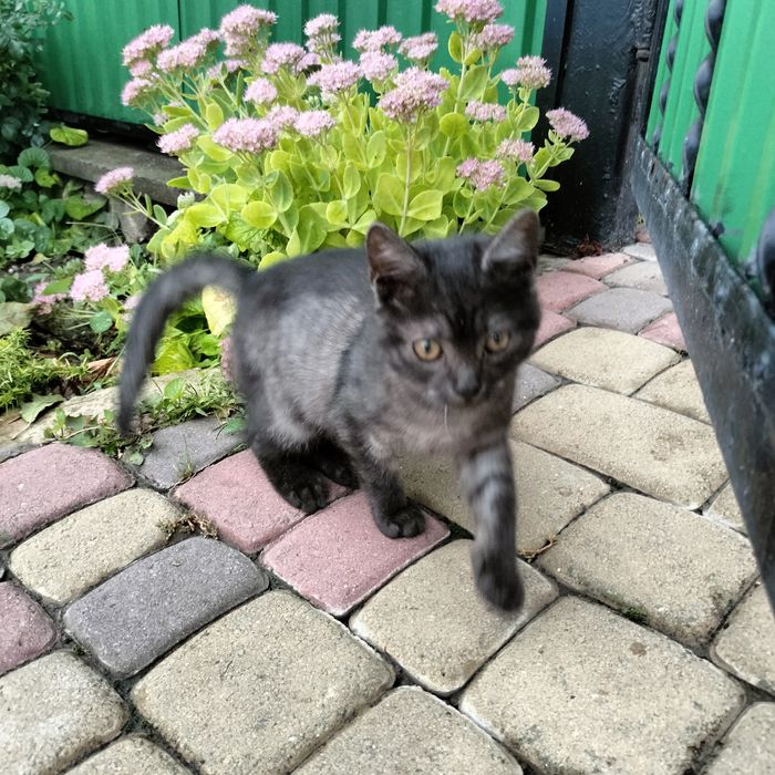 Кошеня в добрі руки!