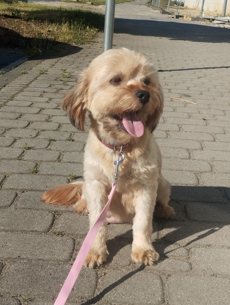 Cavapoo suczka cavapoo f1b ( nie maltipoo maltańczyk pudel cavalier)