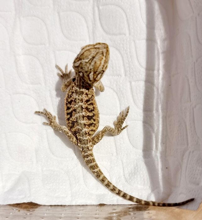 Agama brodata młode