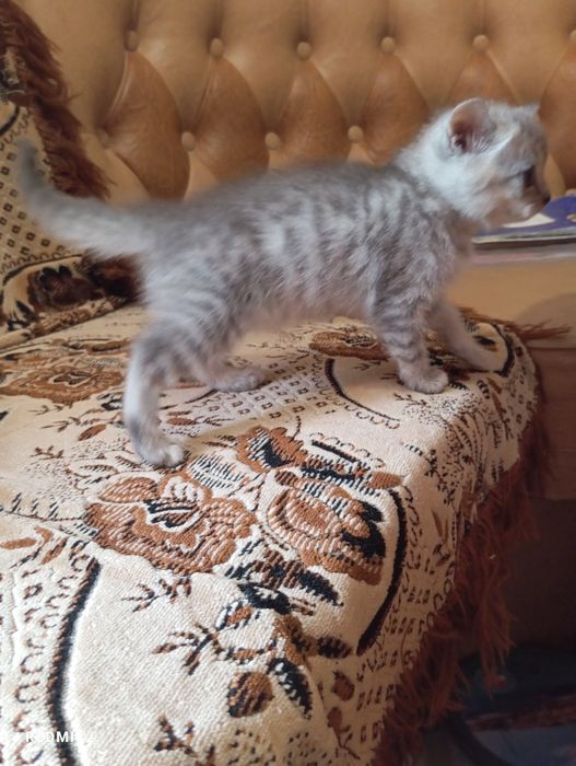 Шотландские котята