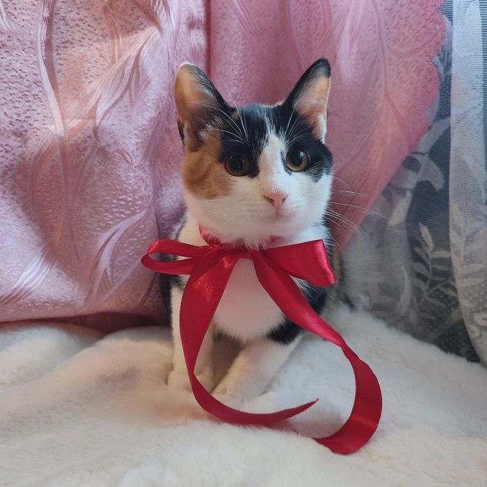 Кошенята в добрі руки