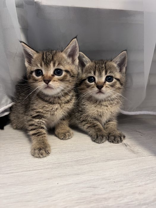 Віддам котиків в хороші руки