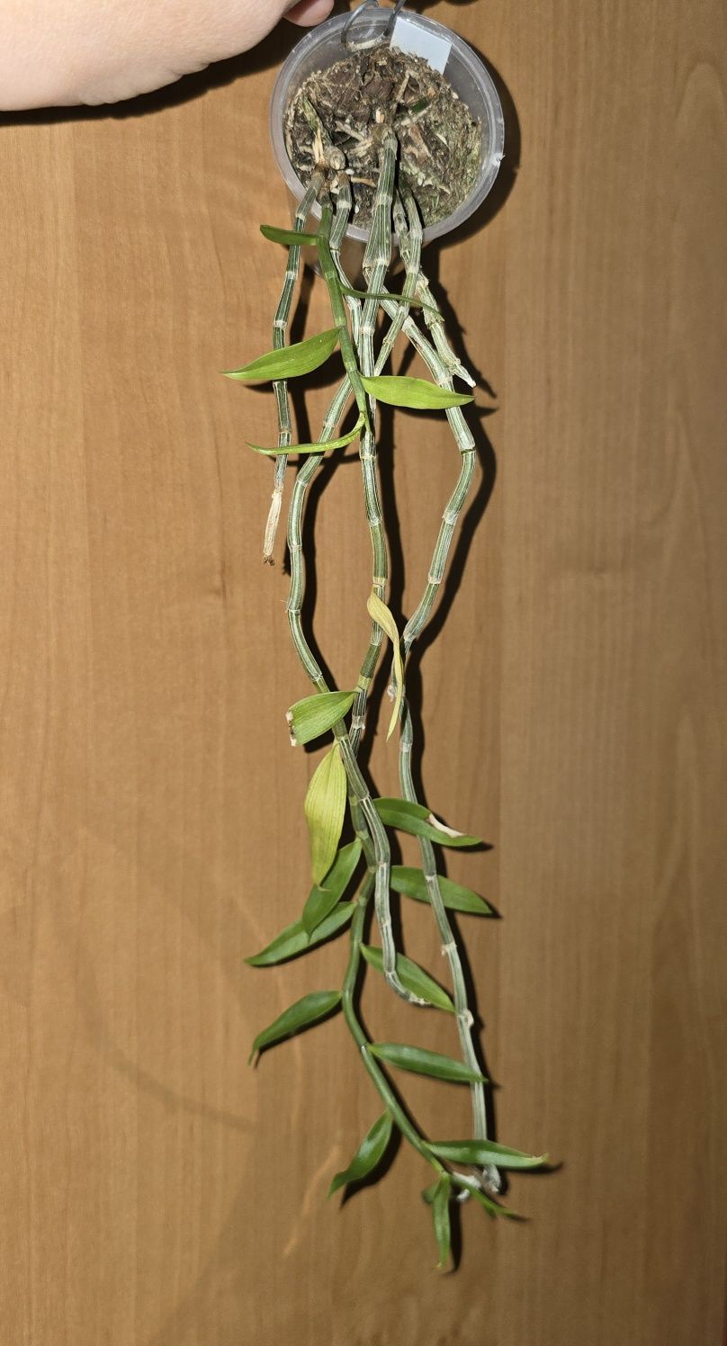 Дендробіум Dendrobium bohemian rhapsody