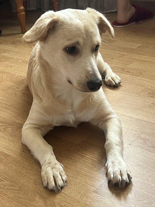 Собака митис с документами