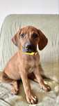 Suczka, na kolanka , Rhodesian Ridgeback/ ZKwP FCI/Badania /champion/