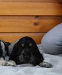 Piesek Cocker Spaniel Angielski BLUE ROAN TAN