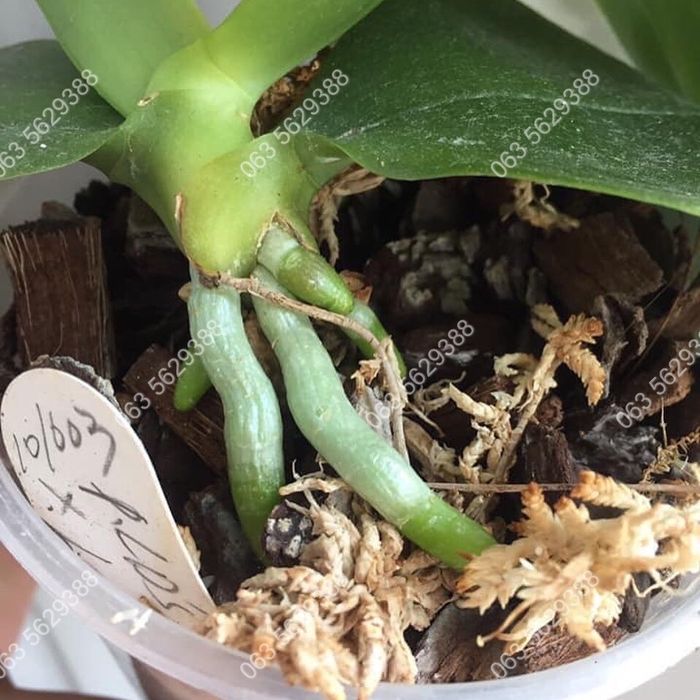 В наявності ОРИГІНАЛЬНИЙ реаніматор-стимулятор росту HB 101.