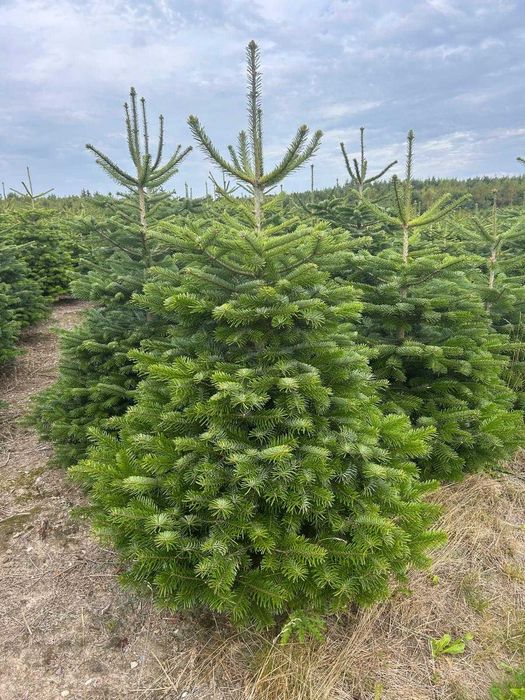 Jodła kaukuska PIĘKNA 150cm-400cm dowóz cała Polska! Choinki