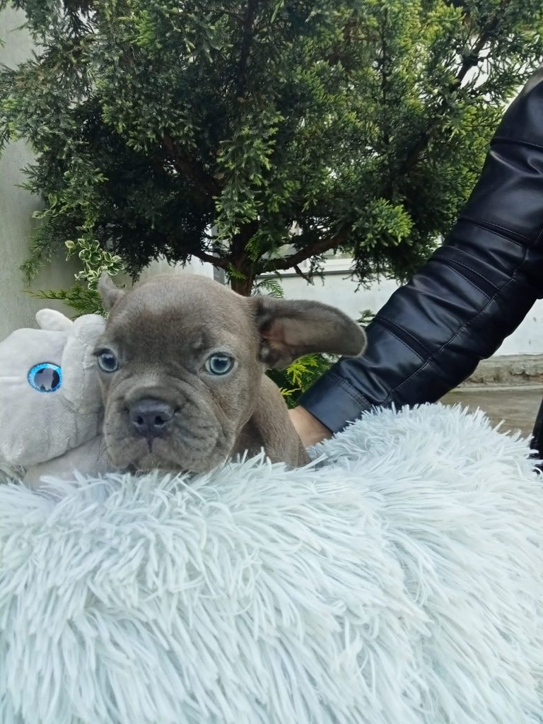 Buldog francuski