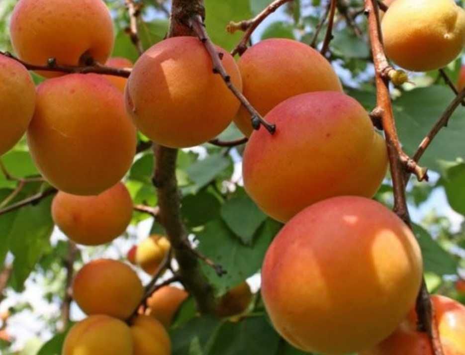 Комнаты в частном доме с участком.