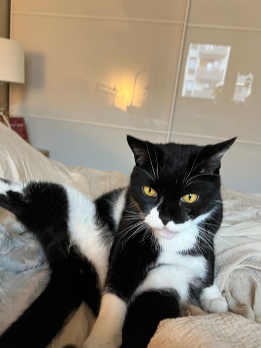 Oddam kota w dobre ręce