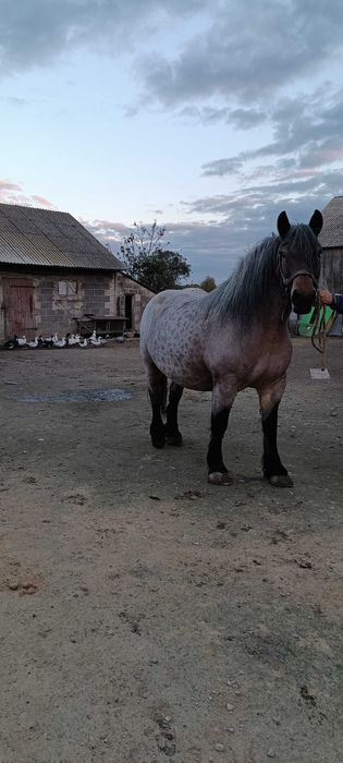 Sprzedam klacz zimnokrwistą