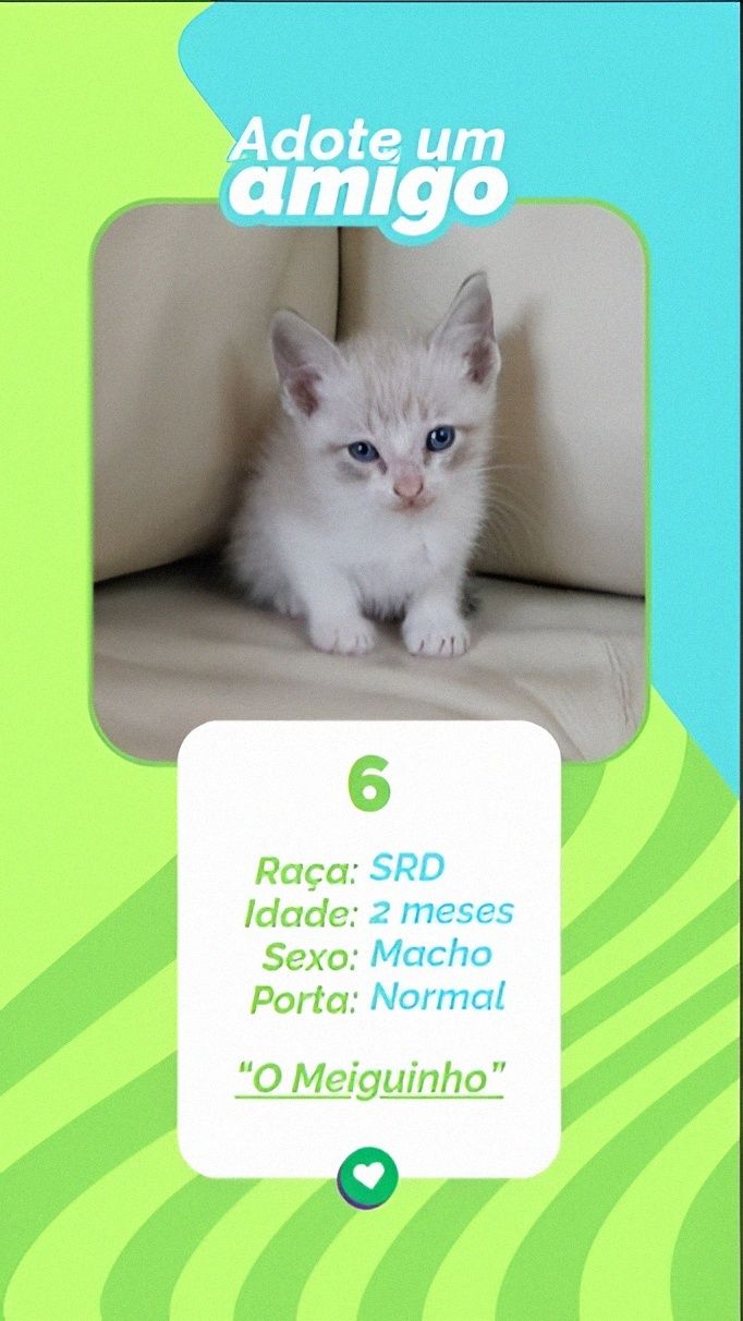 Gatinhos bebés para adoção responsável – 8 disponíveis