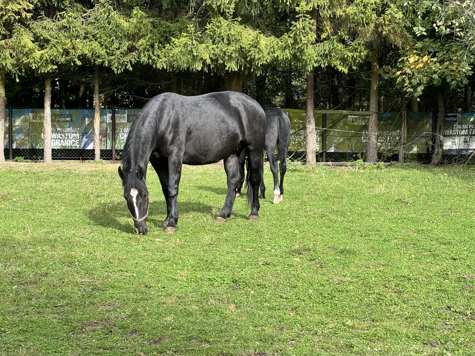 Klacz śląska po og. Drab, 5 lat