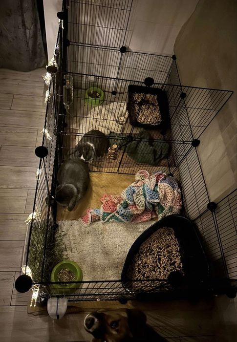 2 urocze króliki MiniLop - chłopiec 1.5 roku + dziewczynka 2 lata