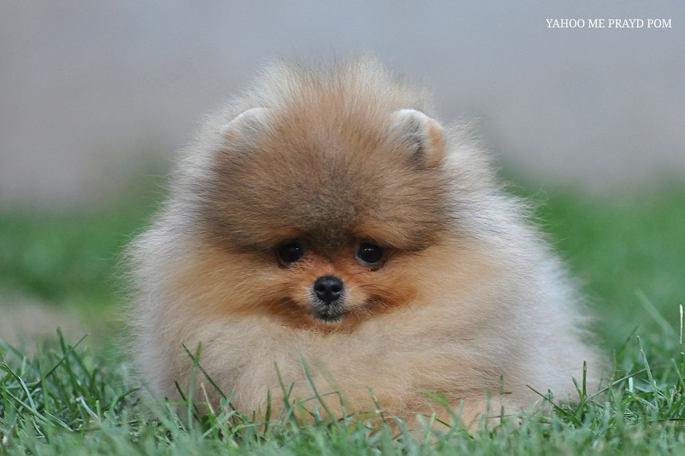 Тато зробив собі копію