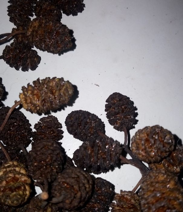 Pinhas de amieiro