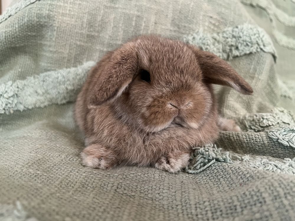 -mini lop- króliki miniaturki baranek miniaturka