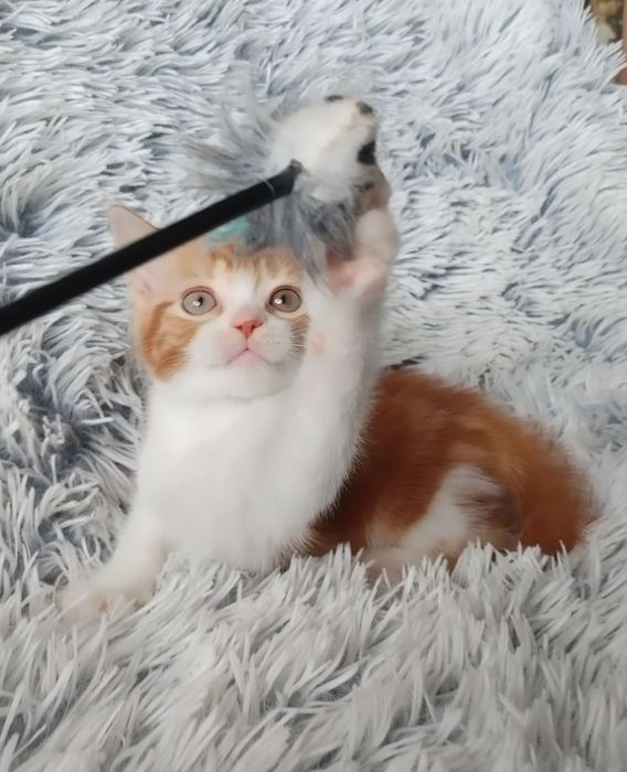 Огненно-рыжий) Мальчишка-позитивчик Шотландской породы в окрасе d2203