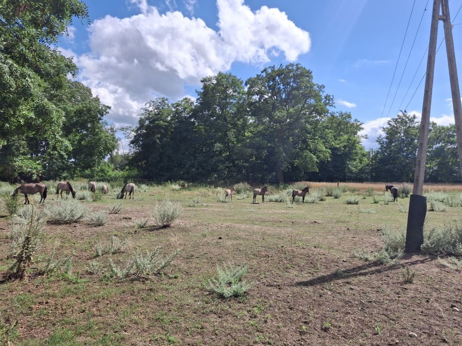 Koniki polskie odsadki od hodowcy ogierek i klaczki
