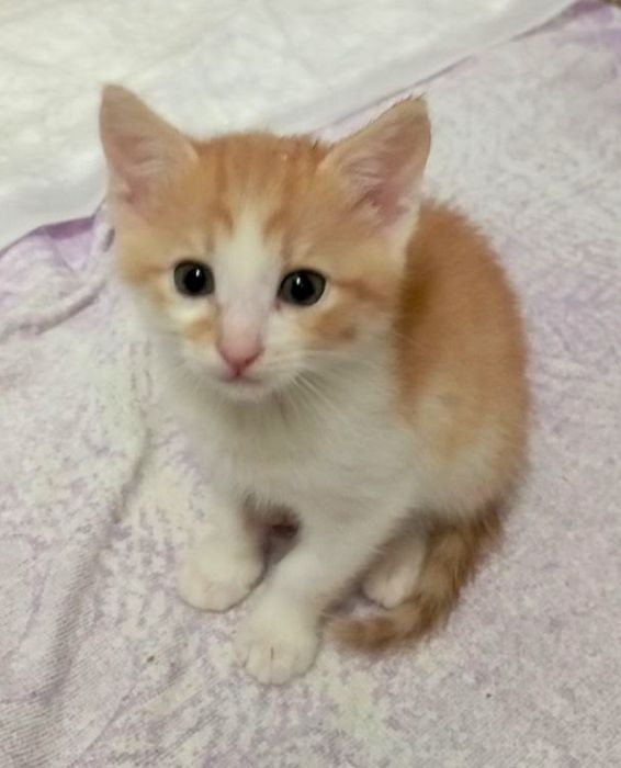 П'ятеро кошенят в добрі руки