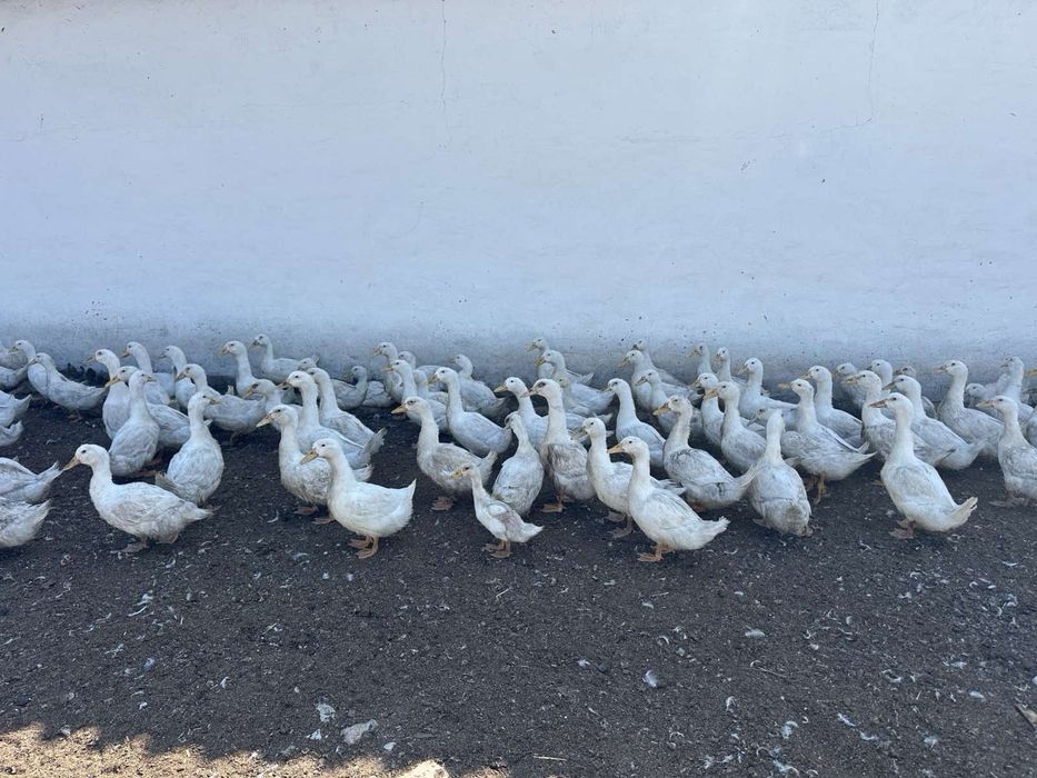 Качки Орвія живою вагою