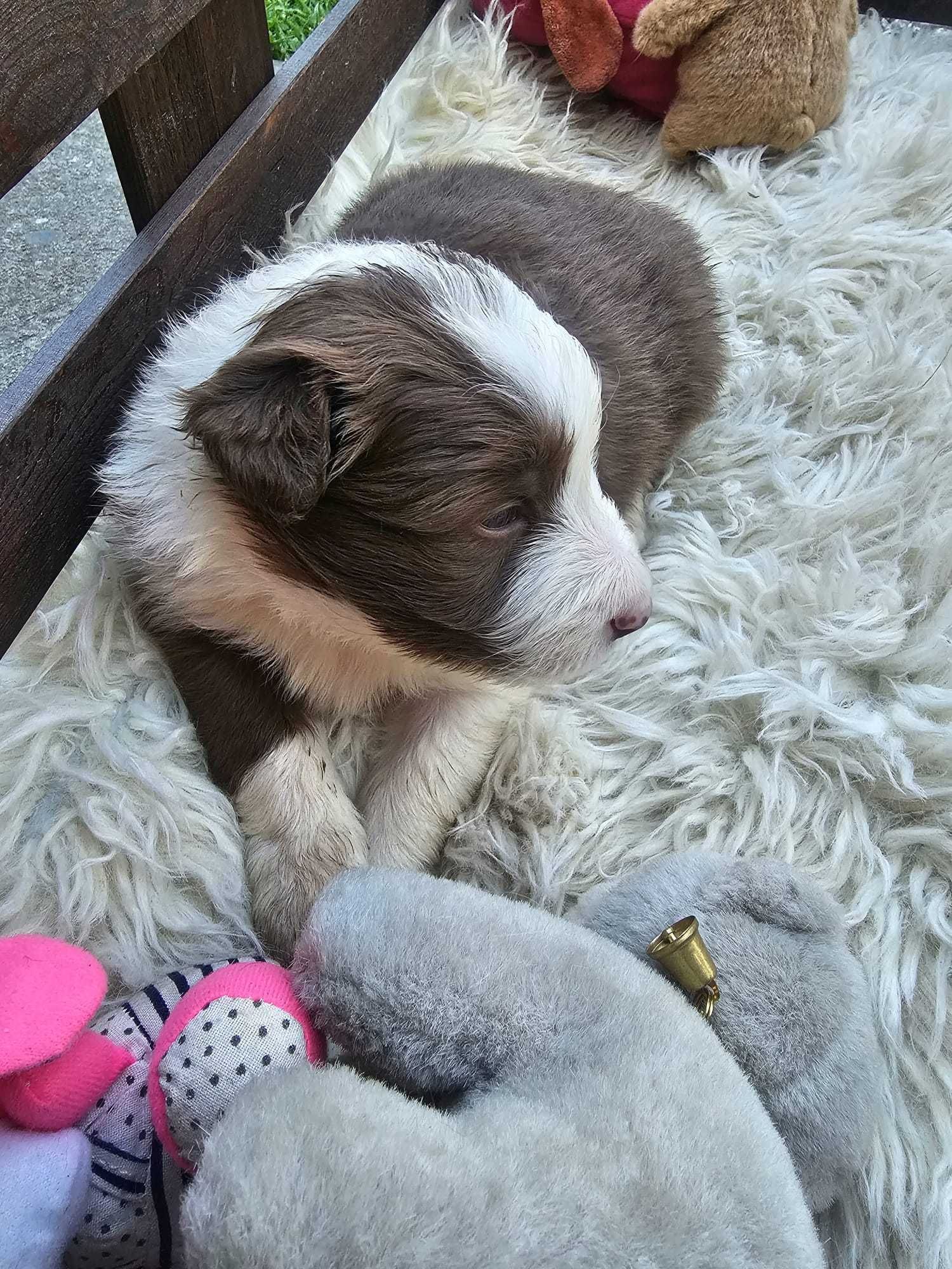 Border collie szczeniak czekoladowo biały z rodowodem