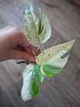 Epipremnum pinnatum marble variegata