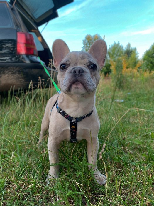 Вʼязка французький бульдог