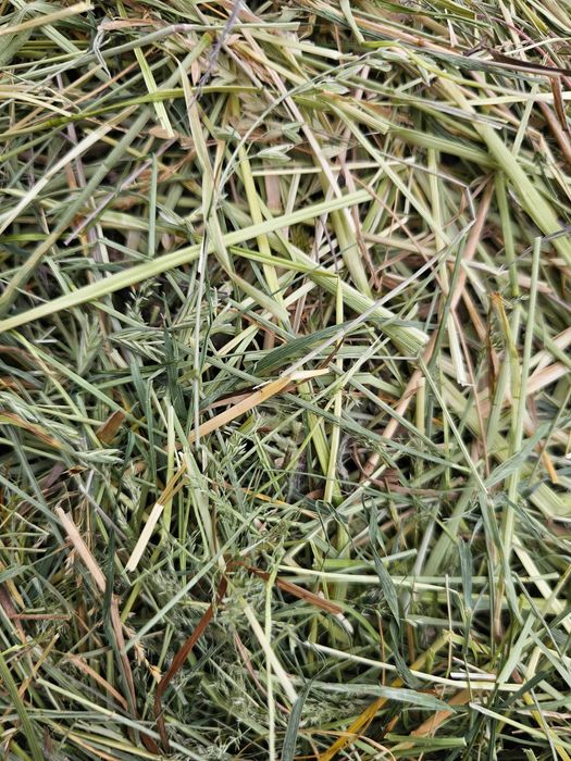 Siano majowe z pierwszego pokosu 2 kg dla królika 2025