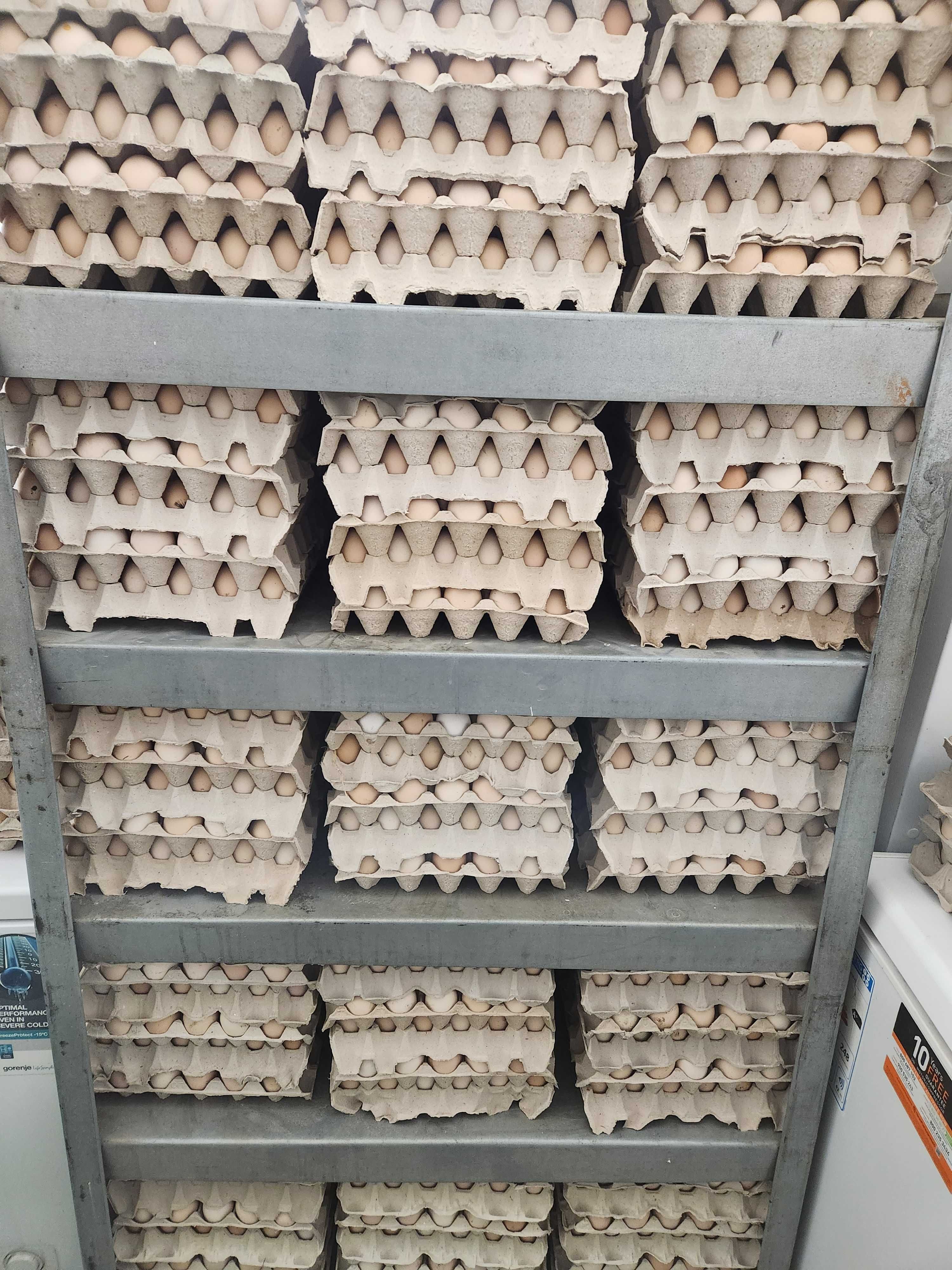 Kury nioski z jajkiem z wolnego wybiegu ! Prosto od hodowcy ! Leghorn