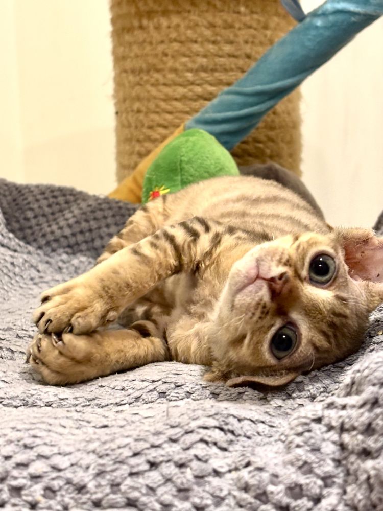 Devon rex śliczny chlopiec