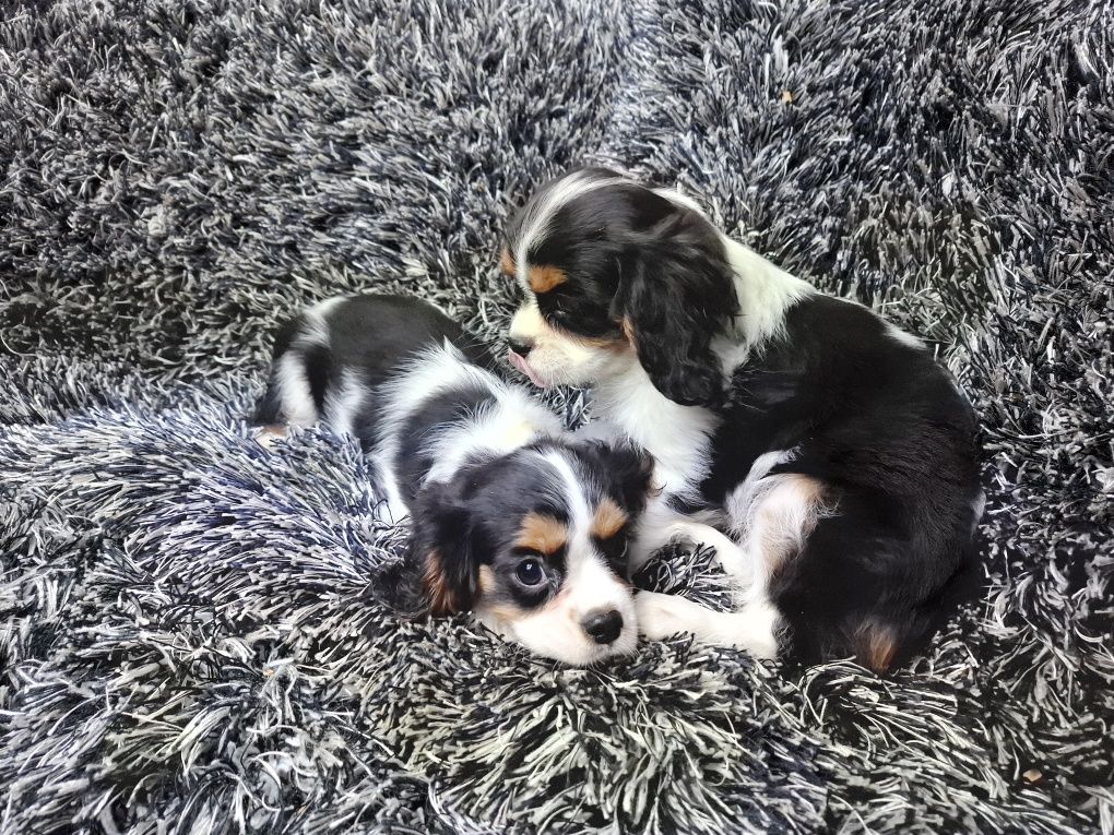 Cavalier king charles spaniel suczka