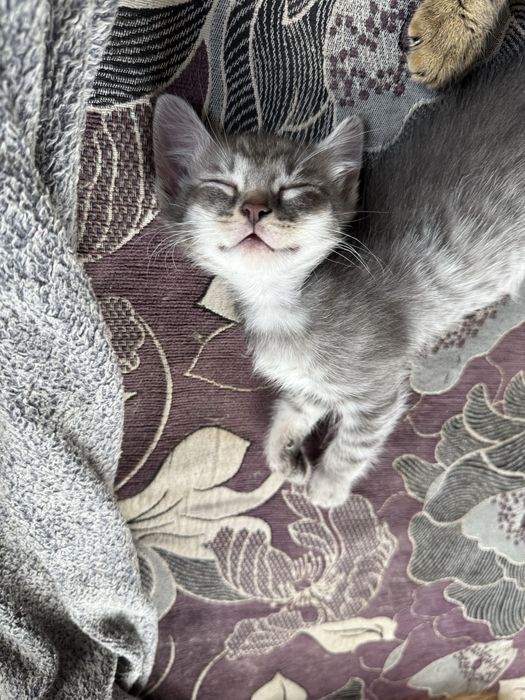 Віддам котика хлопчика