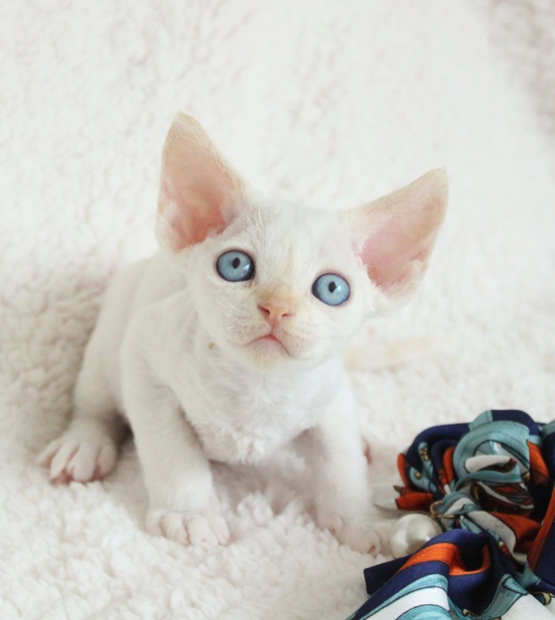 Kocurek devon rex FPL