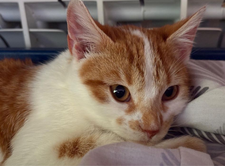 Piotruś i Wercia. Rodzeństwo wyrzucone jak śmieci