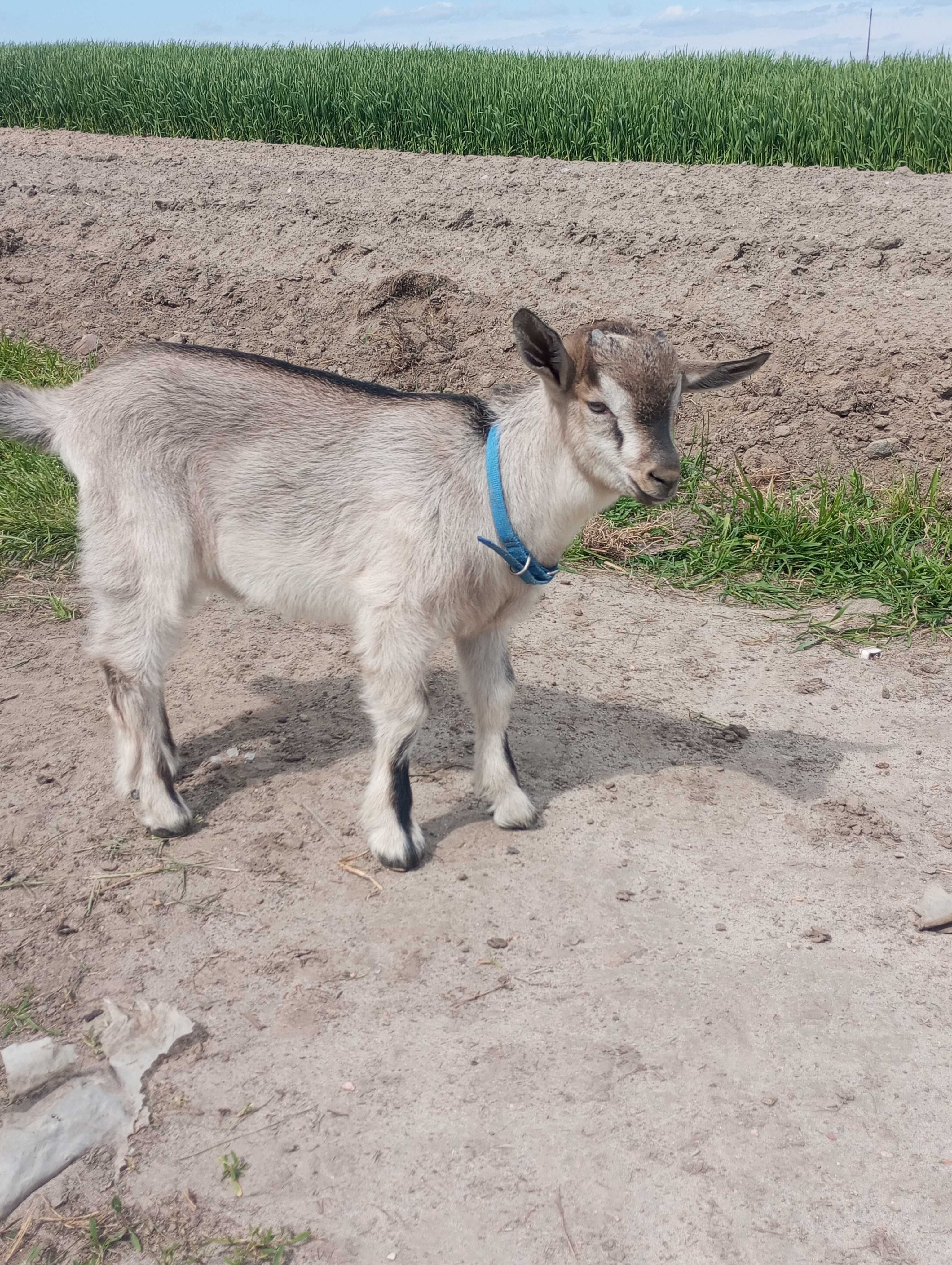 Koziołek oddam za darmo