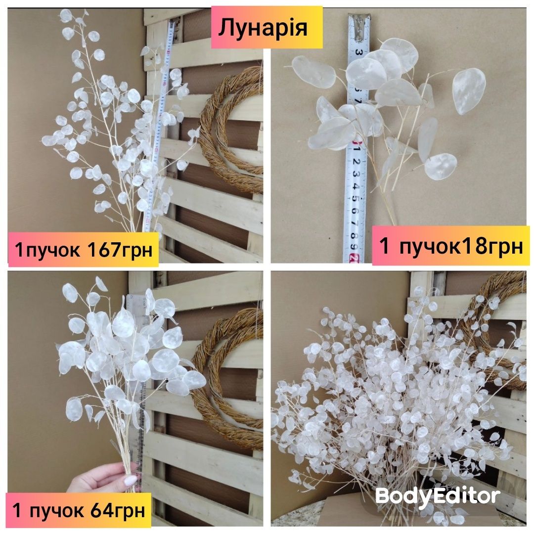 Сухоцвіти, дикороси, Гомфрена,лунарія, пір'я, ксерантемум