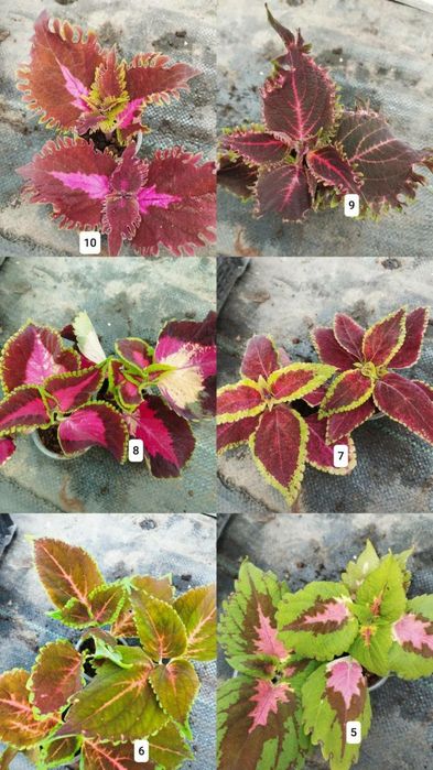 Продам колеуси різних сортів