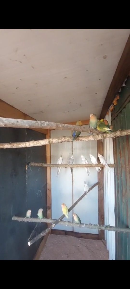 Vendo caturras , agapornis e piriquitos