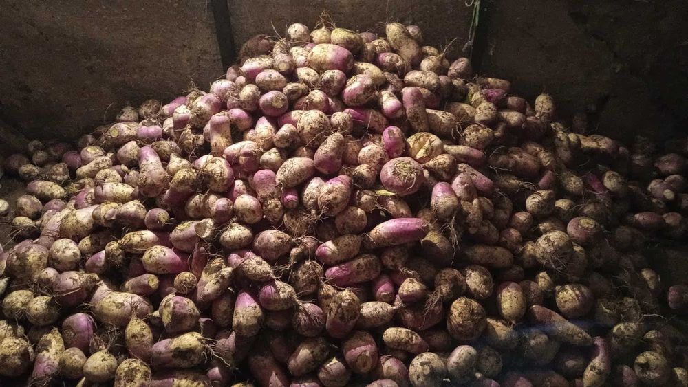 Sprzedam rzepę pastewną, buraki